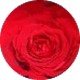 ROSA ROJA